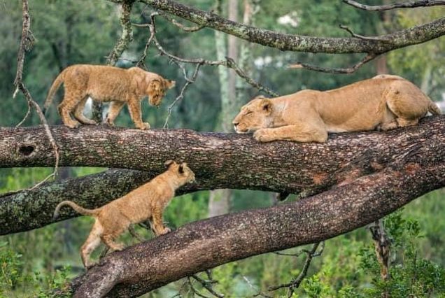 2 Days / 1 Night Safari – Tarangire & Ngorongoro Crater