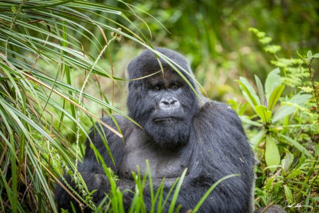 2-Day Gorilla Trekking Safari and Kigali City Tour in Rwanda