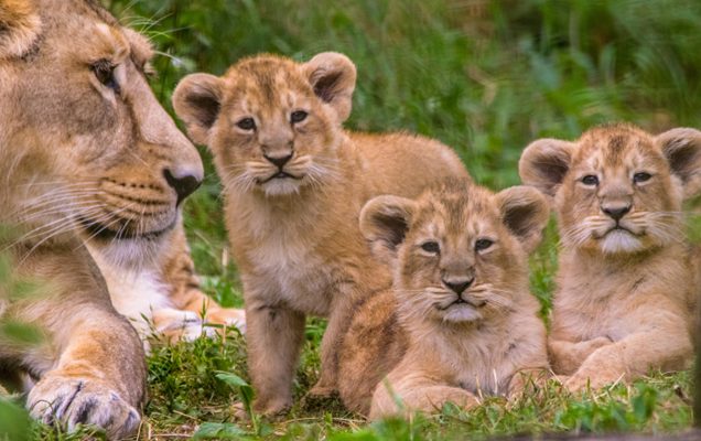 A Journey through Christmas and  New Year Festivities